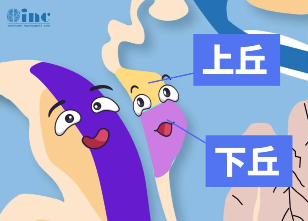 脑干顶盖包含上丘、下丘，是视觉、听觉反射中枢
