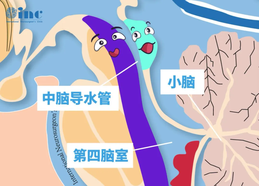脑干被盖靠近中脑导水管、第四脑室、小脑等重要脑组织