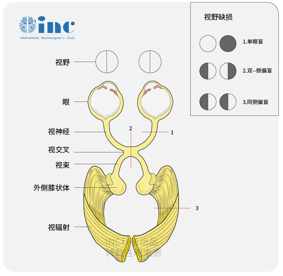 我们的眼睛是如何看到东西？