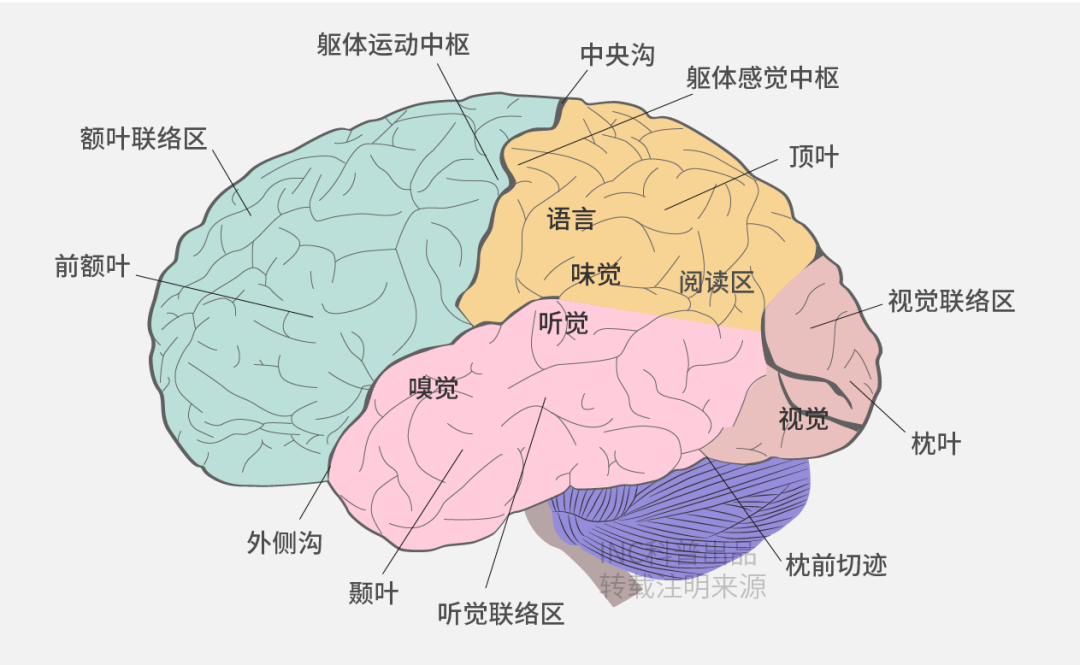额叶胶质瘤手术--切除程度与保护功能是关键