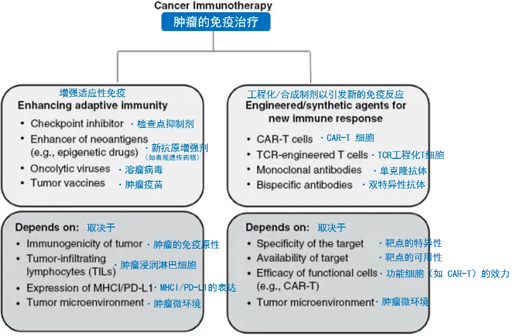 鲁特卡教授根据免疫治疗的作用机制，提出了两种主要类型的肿瘤免疫治疗，并附有每类使用的药物示例。