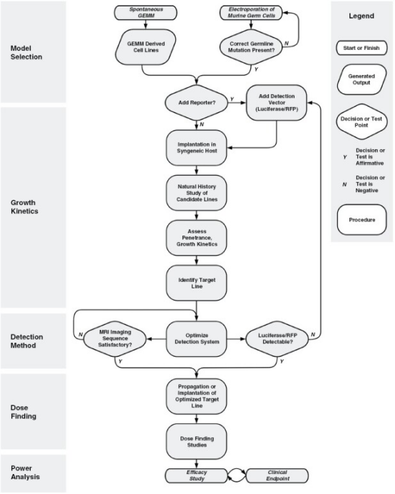 如果存在报告基因，则需要验证肿瘤检测能力；如果考虑使用MRI进行肿瘤监测，则需要优化成像序列。