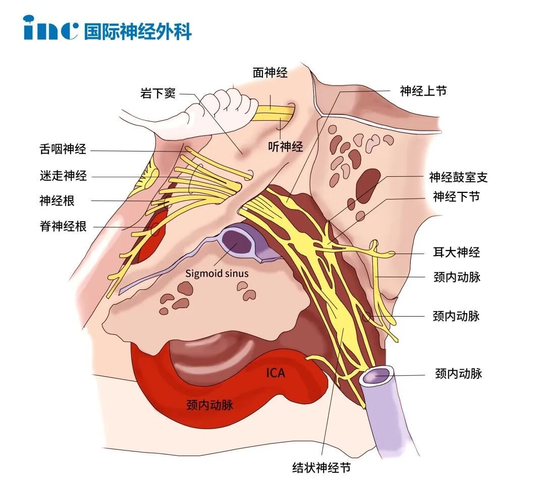 司咽喉感觉与运动的舌咽神经（CN IX）、主管发声、心跳及内脏的迷走神经（CN X），以及控制耸肩、转头的副神经（CN XI），同时颅内血液也经由颈静脉球在此处汇入颈内静脉。