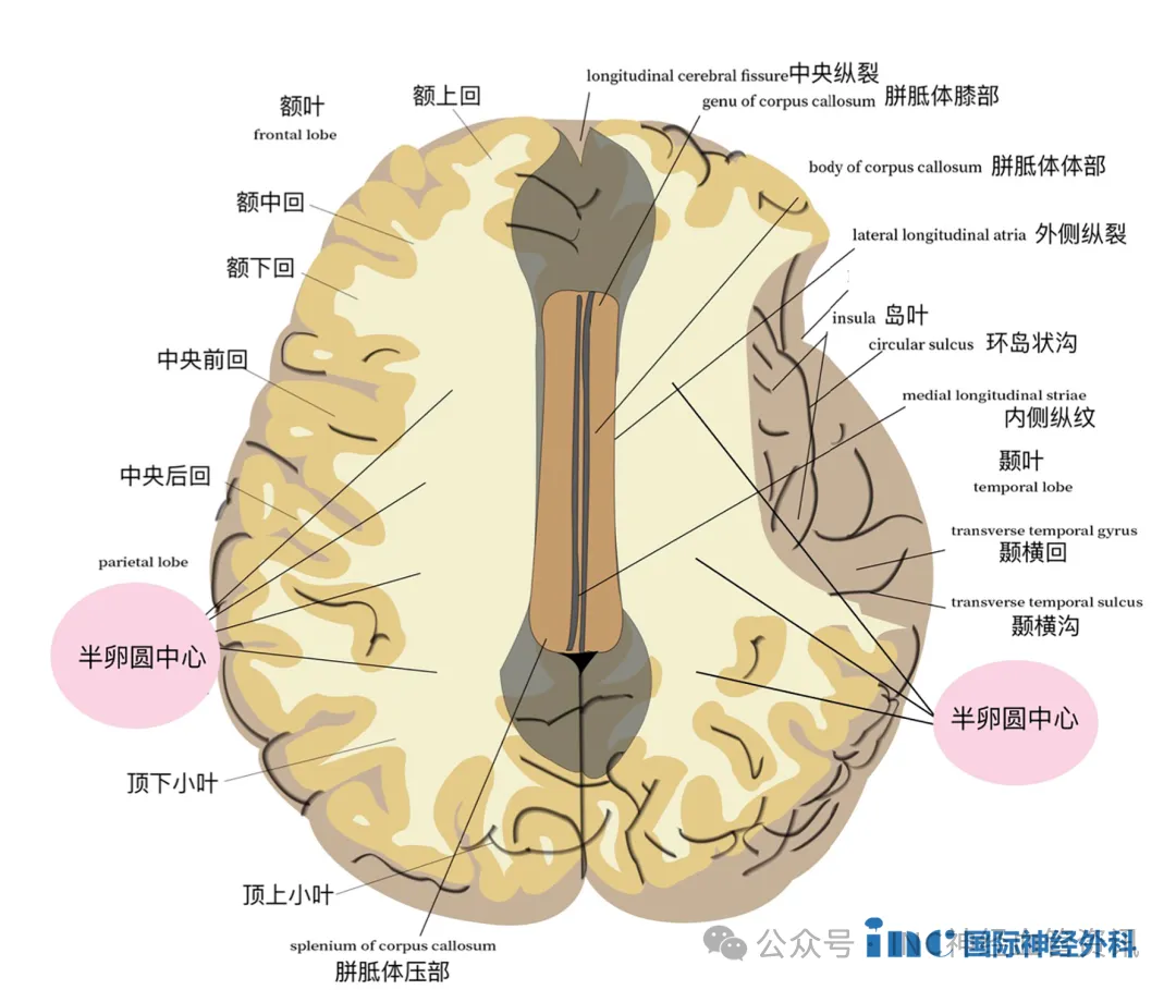半卵圆中心是什么部位?
