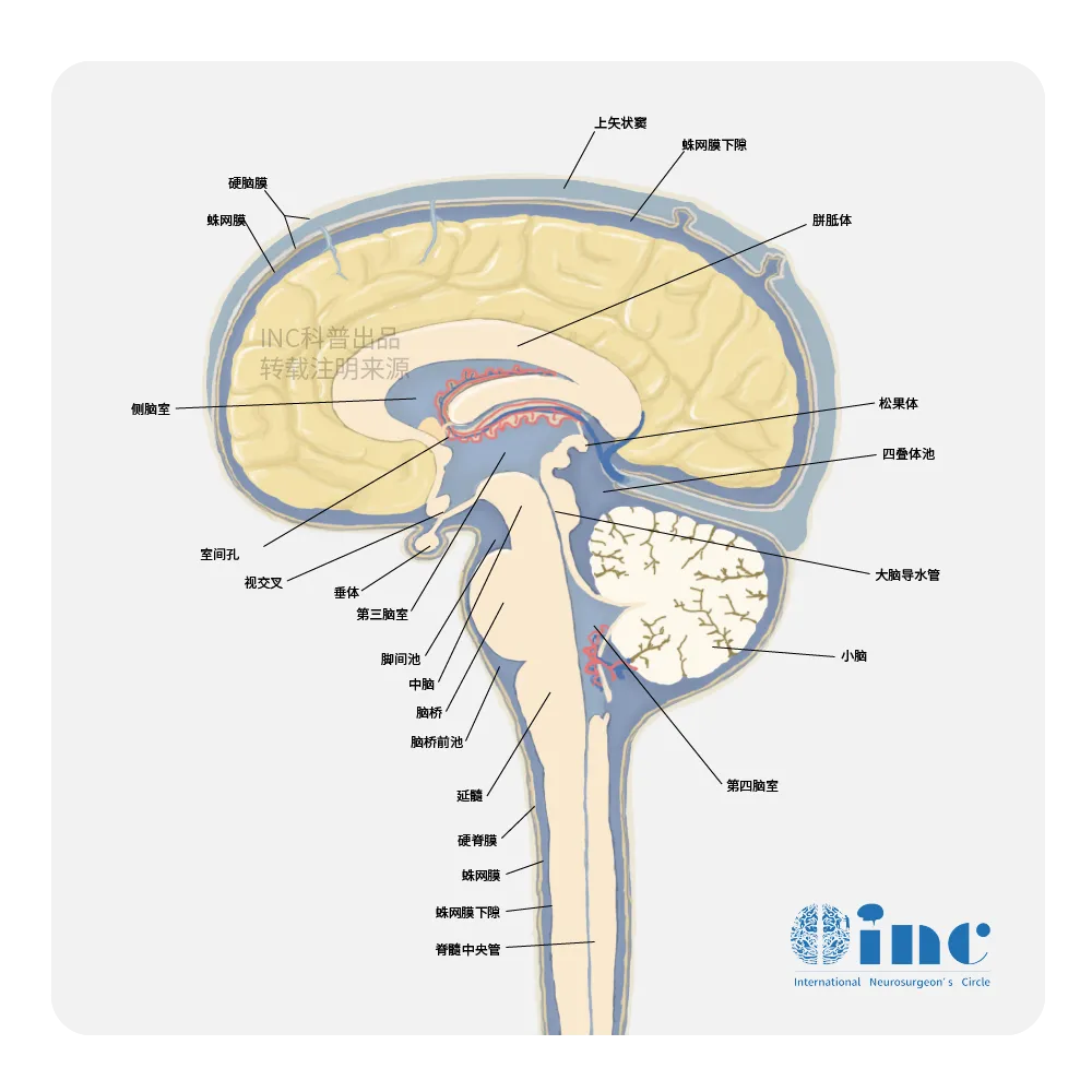 得了脑瘤是不是意味着时日不多