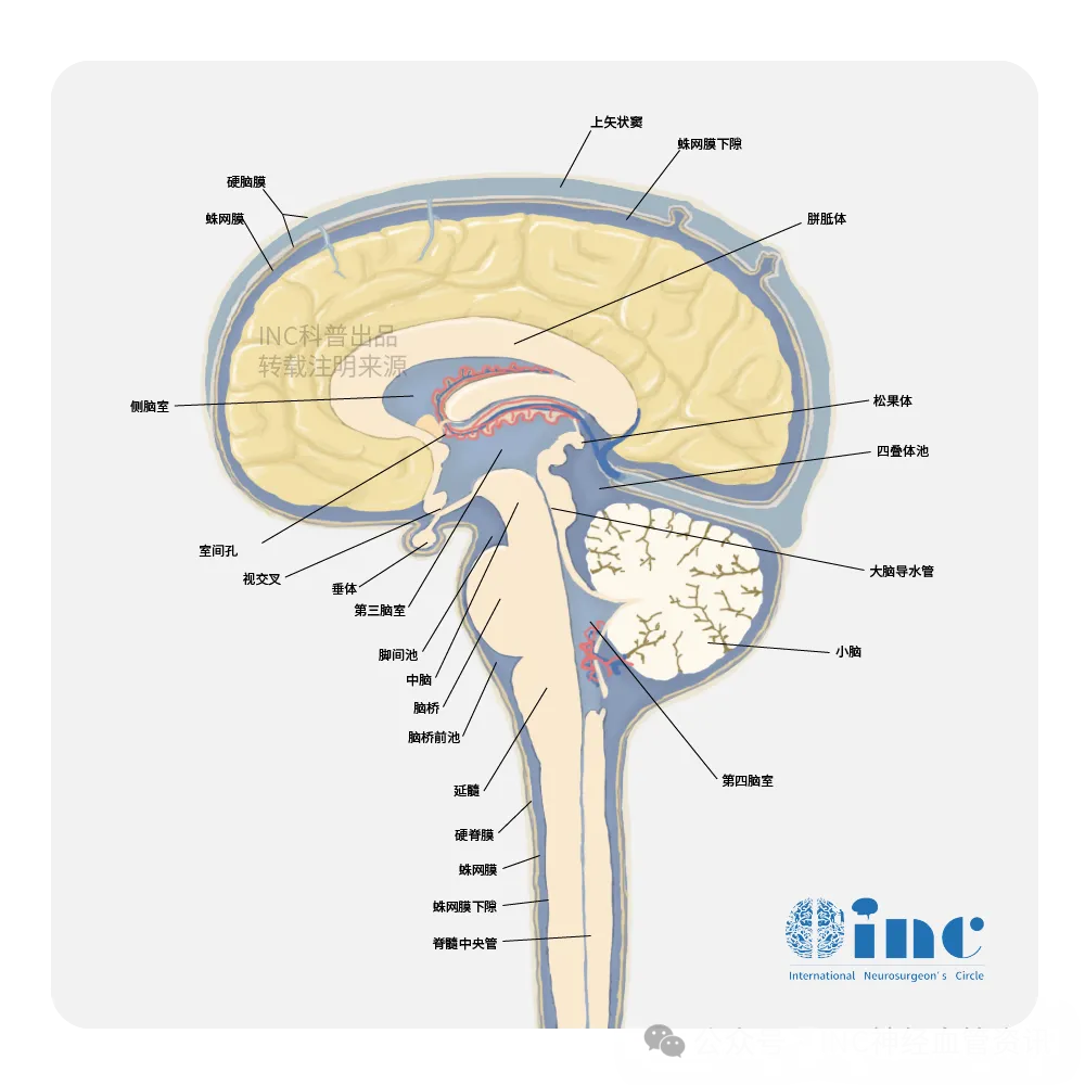 第三脑室位于大脑深处，宽度仅2-5毫米，长度约10-12毫米，堪称大脑中的“狭小密室”。