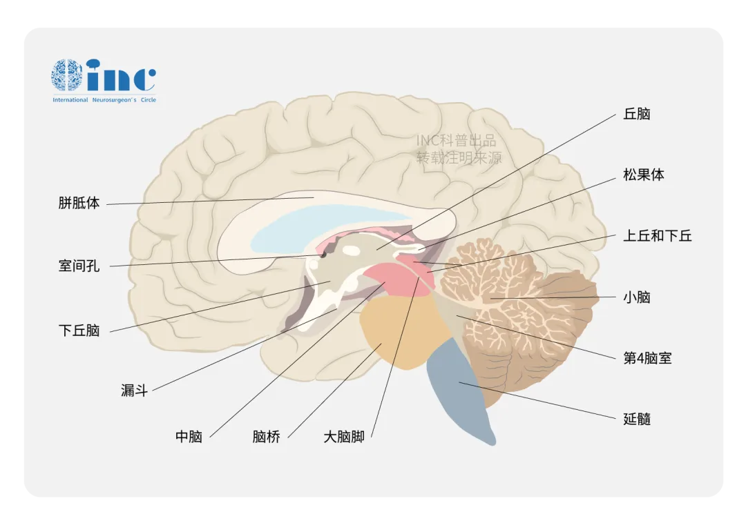 8岁男孩头痛就医，医生一听还有这种症状：“情况不妙！”