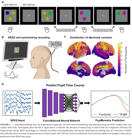 卷积层输出被展平并通过全连接线性层,产生90个输出值对应预测的瞳孔直径时间过程。