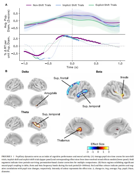 此效应在非转换和隐性转换试验条件中均观察到。在非转换试验中,关联从-330至880毫秒显著,最强效应出现在约-170毫秒(β̂ < 3.51, p校正<0.05;图3A,下图)。