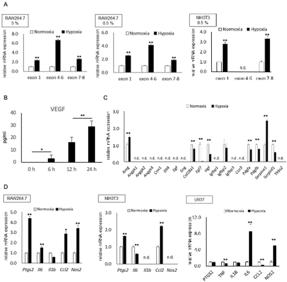 5%氧浓度（模拟生理缺氧）可诱导RAW264.7巨噬细胞VEGF表达（图A）。0.5%氧浓度（病理缺氧）在巨噬细胞和NIH3T3成纤维细胞中均显著上调VEGF（图A）。ELISA证实缺氧巨噬细胞分泌VEGF蛋白（图B）。除VEGF外，仅少数血管生成因子在缺氧下被诱导（图C），提示VEGF在缺氧微环境中的核心地位。缺氧还诱导促炎基因（如Ptgs2、Ccl2）表达（图D），可能通过COX-2-PGE2-EP2-NF-κB正反馈环路加剧炎症。