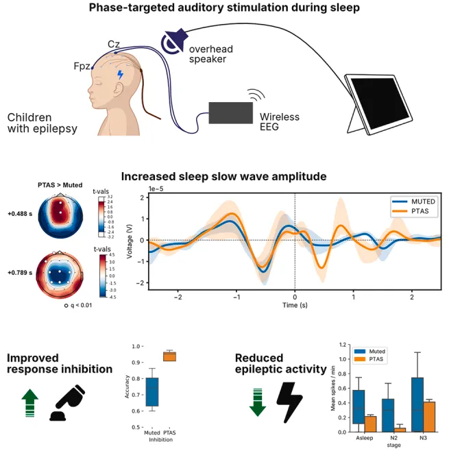 这种非侵入性方法显著减少了睡眠期间的癫痫样放电，并改善了次日反应抑制任务的认知表现。