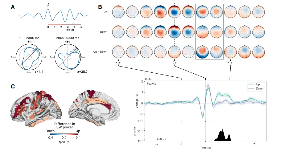 上升相位刺激选择性地增强睡眠慢波振荡