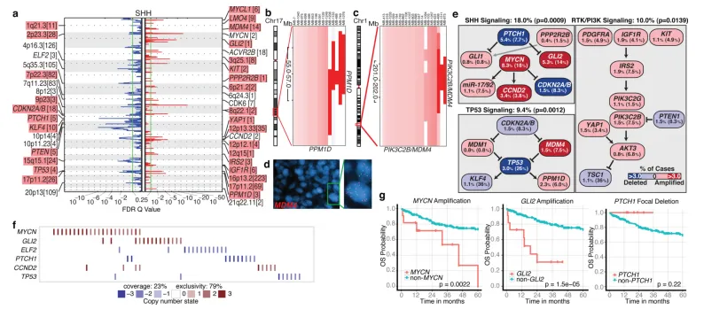图2基因组改变影响SHH髓质母细胞瘤的核心信号通路。