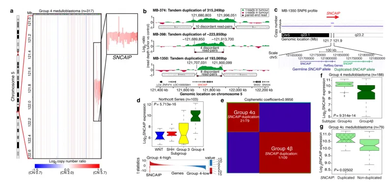 图4.SNCAIP的串联复制定义了第4组的一个新亚型。