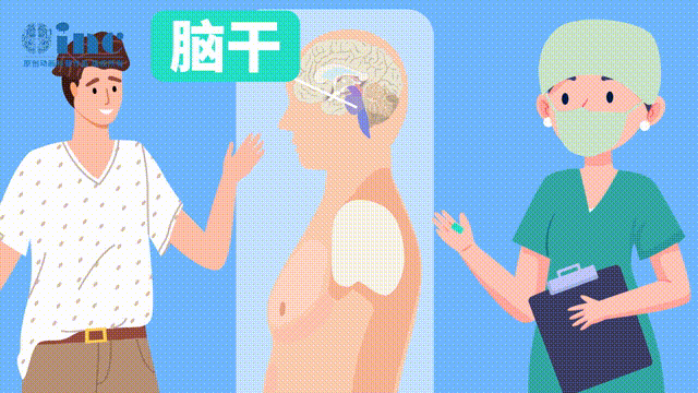 脑干是生命中枢，主管呼吸、心跳、意识、运动、感觉等，一旦在术中损伤，所造成的后果往往令患者及其家属难以接受；脑干体积小，神经核团集中，任何一个细微的操作偏差，都可能造成损伤。