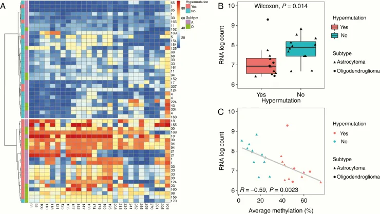 个体复发样本中的超突变与MGMT启动子甲基化水平升高及表达下调相关。