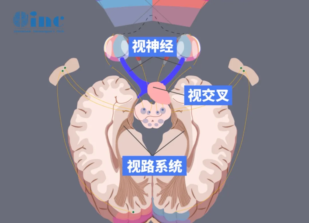 视神经、视交叉、视路系统
