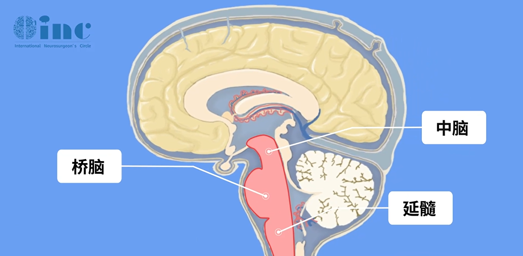 延髓位于大脑最底部，经枕骨大孔与脊髓相连，是神经信号上下传导的核心通路。