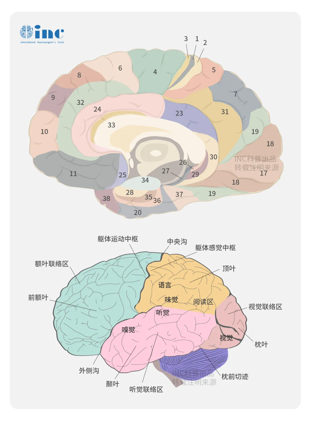 脸盲、出现幻觉、分不清颜色……这些枕叶损伤你知道吗？