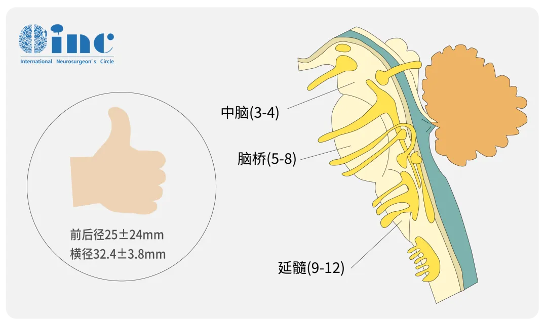 脑干延髓