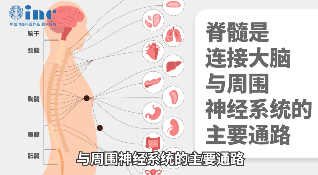 脊髓作为连接大脑与周围神经系统的主要通路,密布31个脊髓神经节和来自脑干的四条运动神经束。