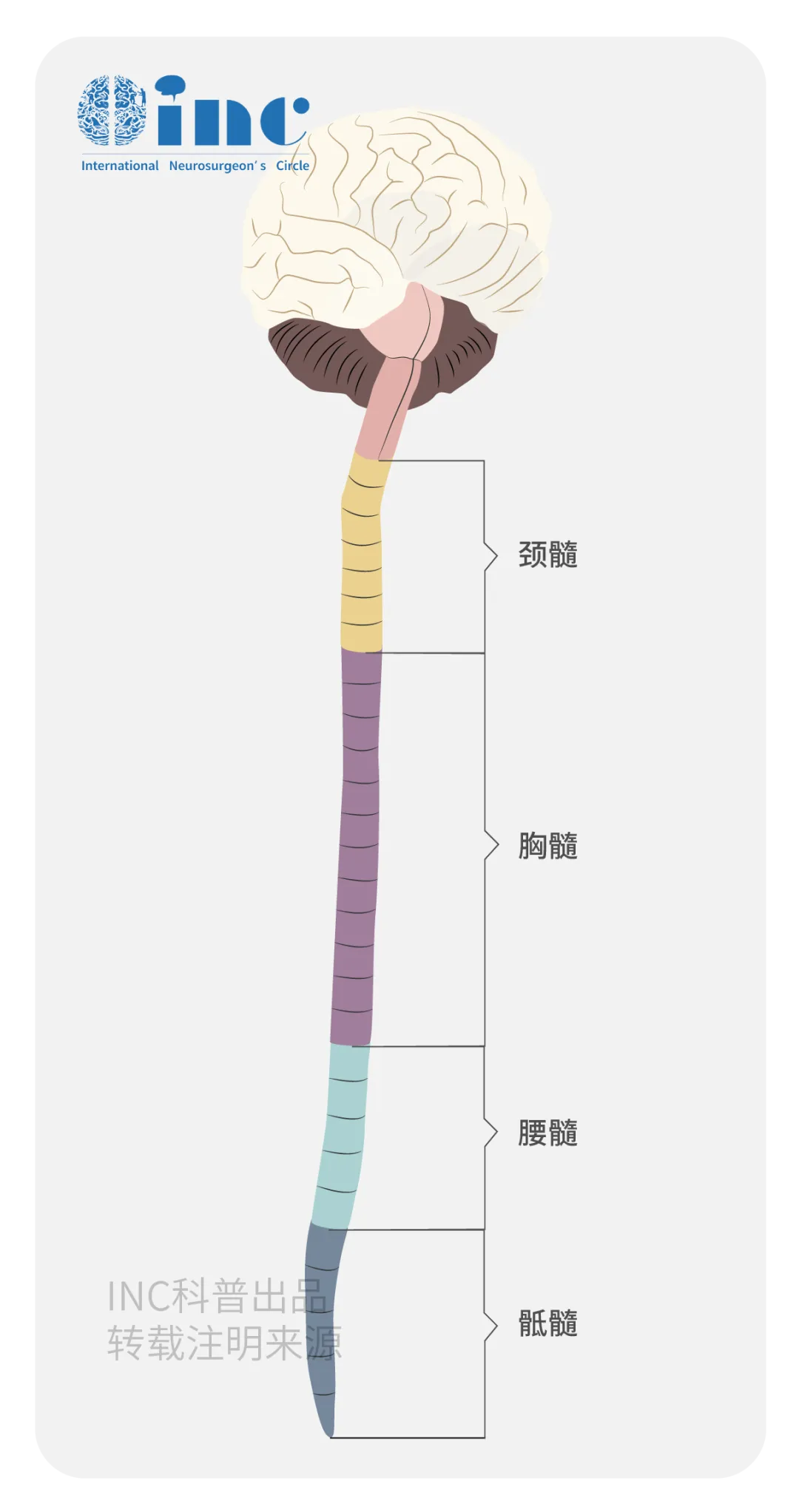 L5位于腰椎的最底部，位置特殊，所要承受的压力也最大。女孩的肿瘤恰好位于此。