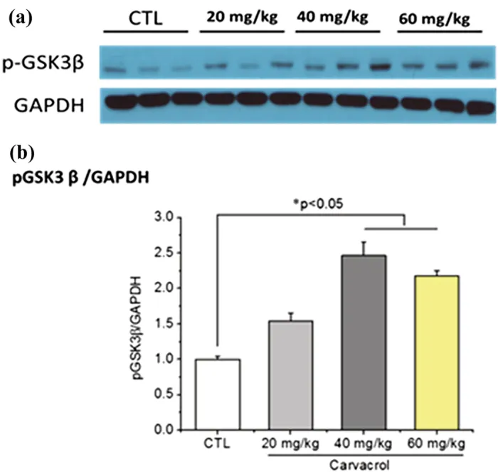 图5:香芹酚对注射U87细胞的裸鼠体内p-GSK3β表达水平的影响。(a) 采用蛋白质印迹法检测p-GSK3β的蛋白表达水平。以GAPDH标准化后,结果显示p-GSK3β蛋白表达水平因香芹酚而升高。(b) 通过对印迹进行光密度测定,确定每个样品中p-GSK3β相对于GAPDH的相对水平。使用ImageJ作为图像分析软件进行蛋白质印迹分析。免疫印迹的光密度分析结果以相对于对照的比值表示。结果以均值±标准误表示。*p < 0.05,与CTL相比。