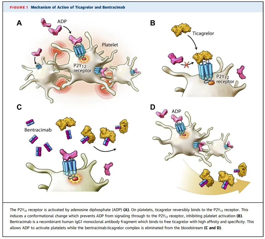 The P2Y12 receptor is activated by adenosine diphosphate(ADP)(A).On platelets,ticagrelor reversibly binds to the P2Y12 receptor.This induces a conformational change which prevents ADP from signaling through to the P2Y12 receptor, inhibiting platelet activation(B).Bentracimab is a recombinant human IgG1 monoclonal antibody fragment which binds to free ticagrelor with high affinity and specificity.This allows ADP to activate platelets while the bentracimap:ticagrelor complex is eliminated from the bloodstream(C and D).