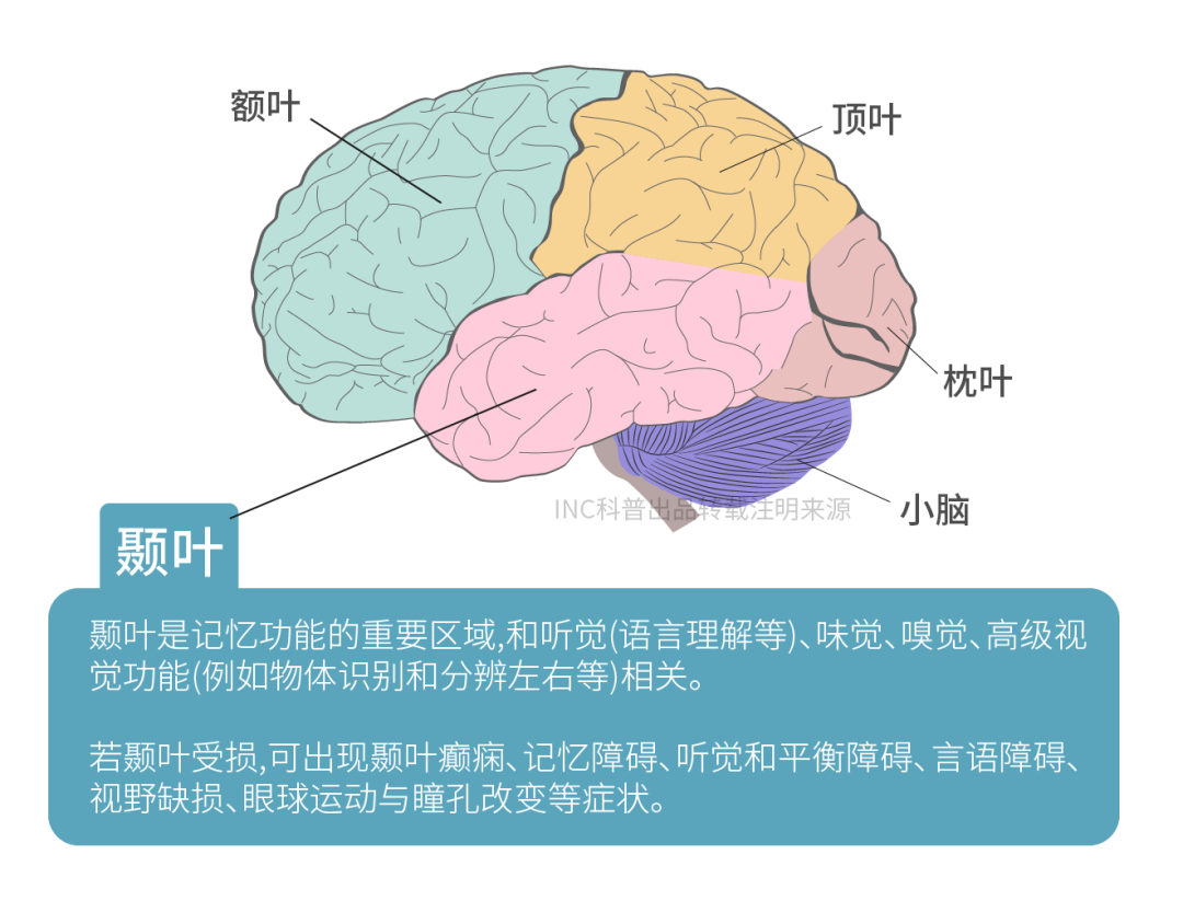颞叶是记忆功能的重要脑区,同时与听觉(如语言理解)、味觉、嗅觉及高级视觉功能(例如物体识别与左右分辨)相关。 若颞叶受损,可能出现颞叶癫痫、记忆障碍、听觉与平衡障碍、言语障碍、视野缺损、眼球运动及瞳孔改变等症状。