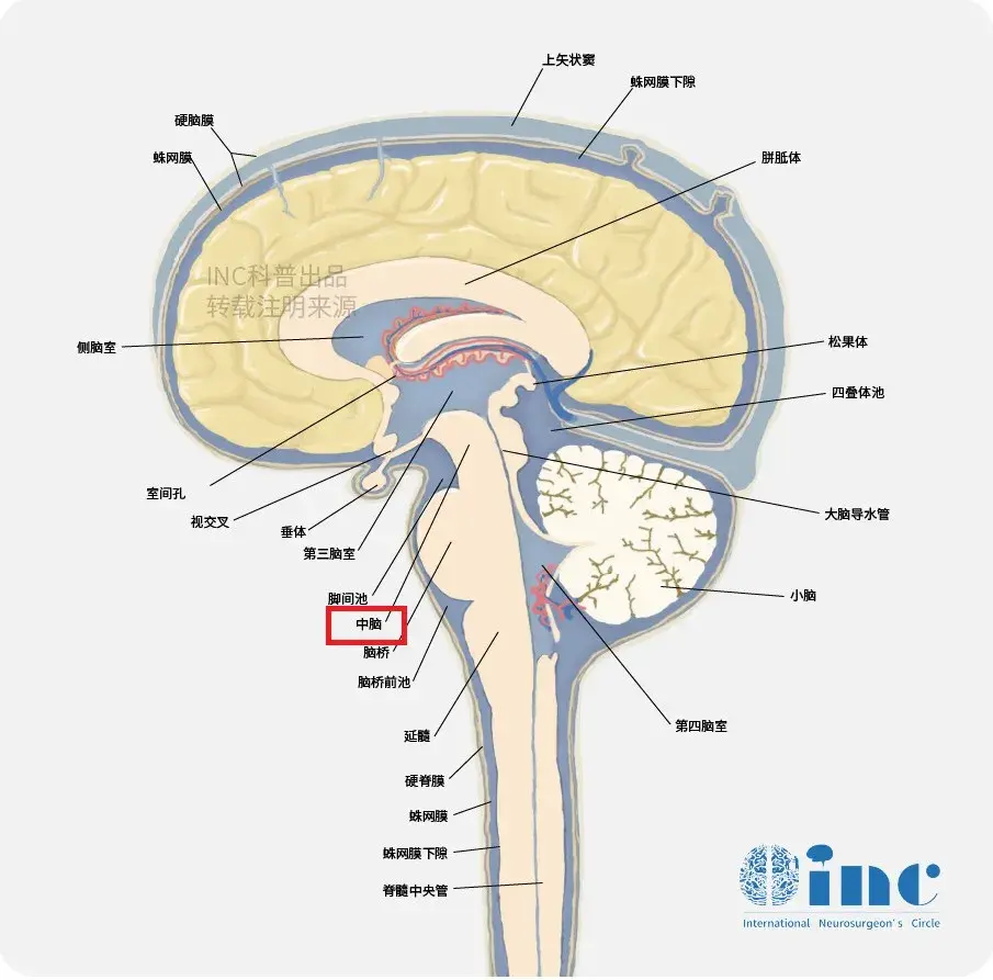 中脑位于脑桥之上,恰好是整个脑的中点