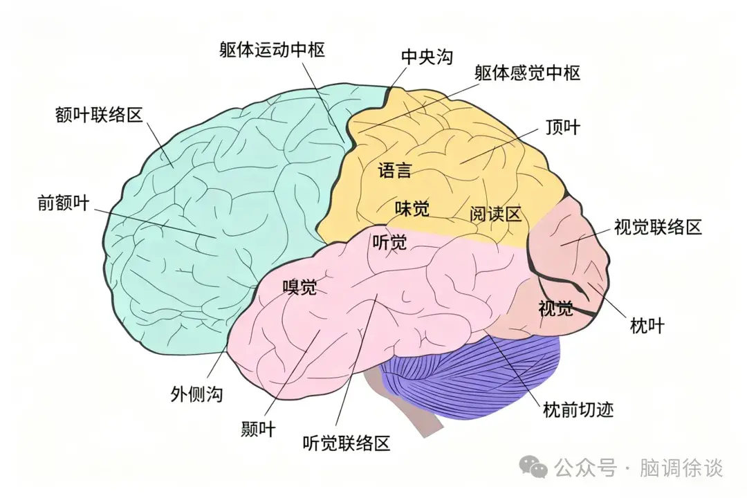 同病不同命，脑瘤生长部位是关键？